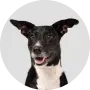 avatar_dog_01