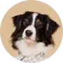 avatar_dog_02