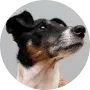 avatar_dog_03