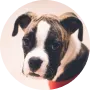 avatar_dog_04